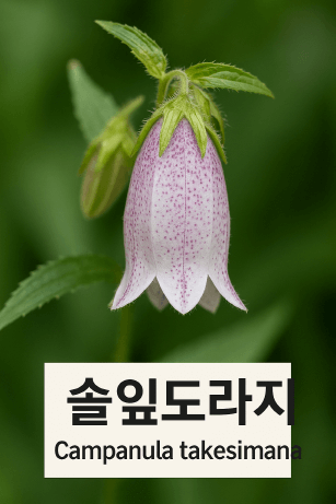 솔잎도라지 : 수줍은 종 모양 꽃이 피어나는 고산의 선물