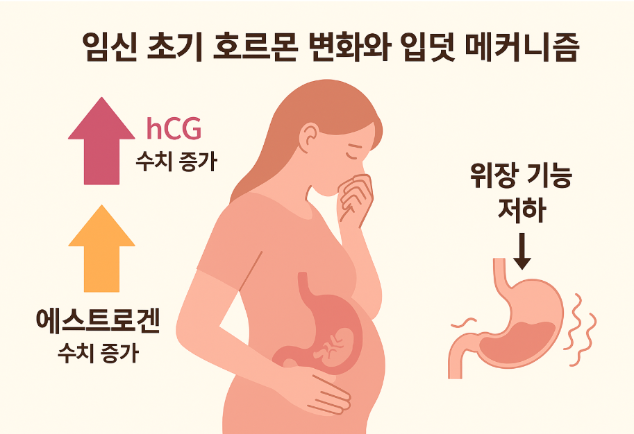 입덧-초기-호르몬-변화와-메커니즘