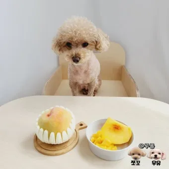 강아지 천도복숭아 먹어도 될까 안전한 급여 방법_19