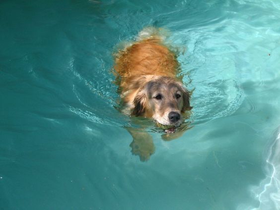 반려견 임시 수영장 개장