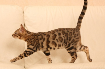 다리를 들고 걷는 고양이.