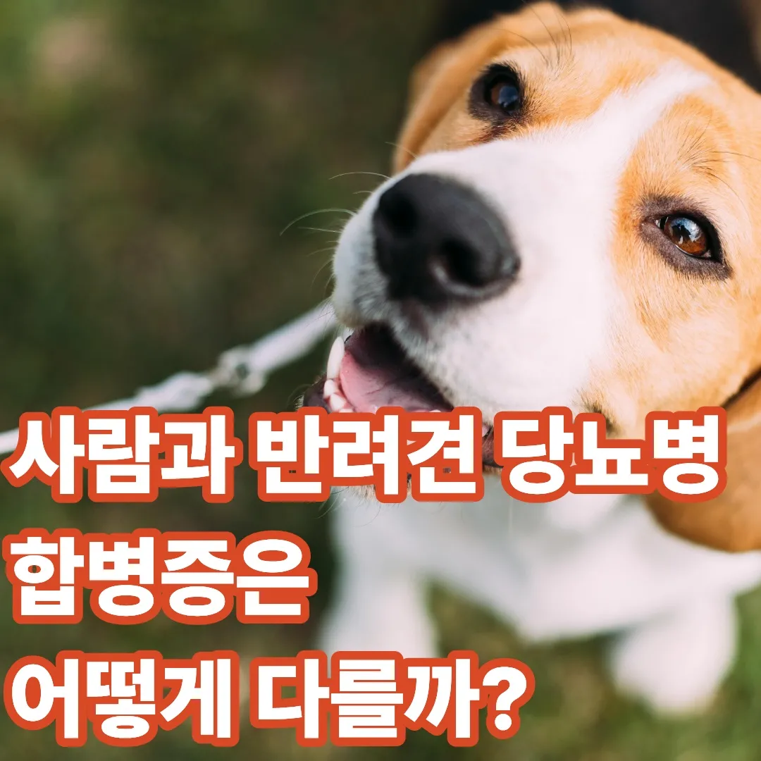 사람과 반려견 당뇨병, 합병증은 어떻게 다를까?
