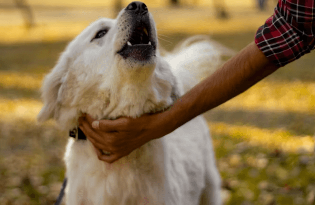 펫보험 비교: 가입 전 필수 체크리스트 5가지