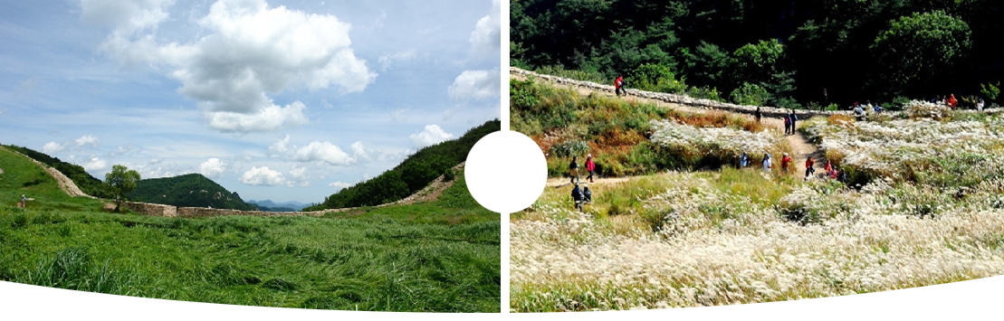 2025 창녕 낙동강 유채축제 총정리