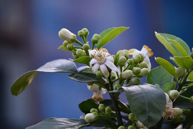 자몽 효능과 건강 효과_3