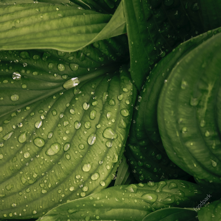 식물 공기 정화 효과