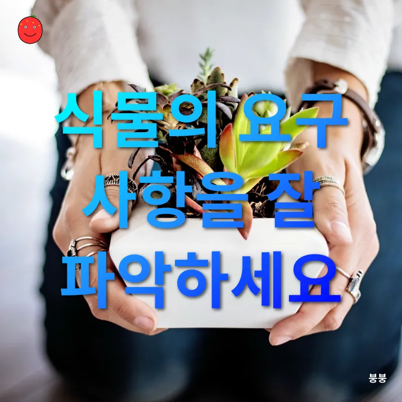실내 반려식물 관리_1