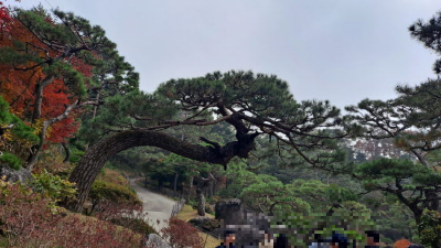 단풍명소_화담숲_소나무정원