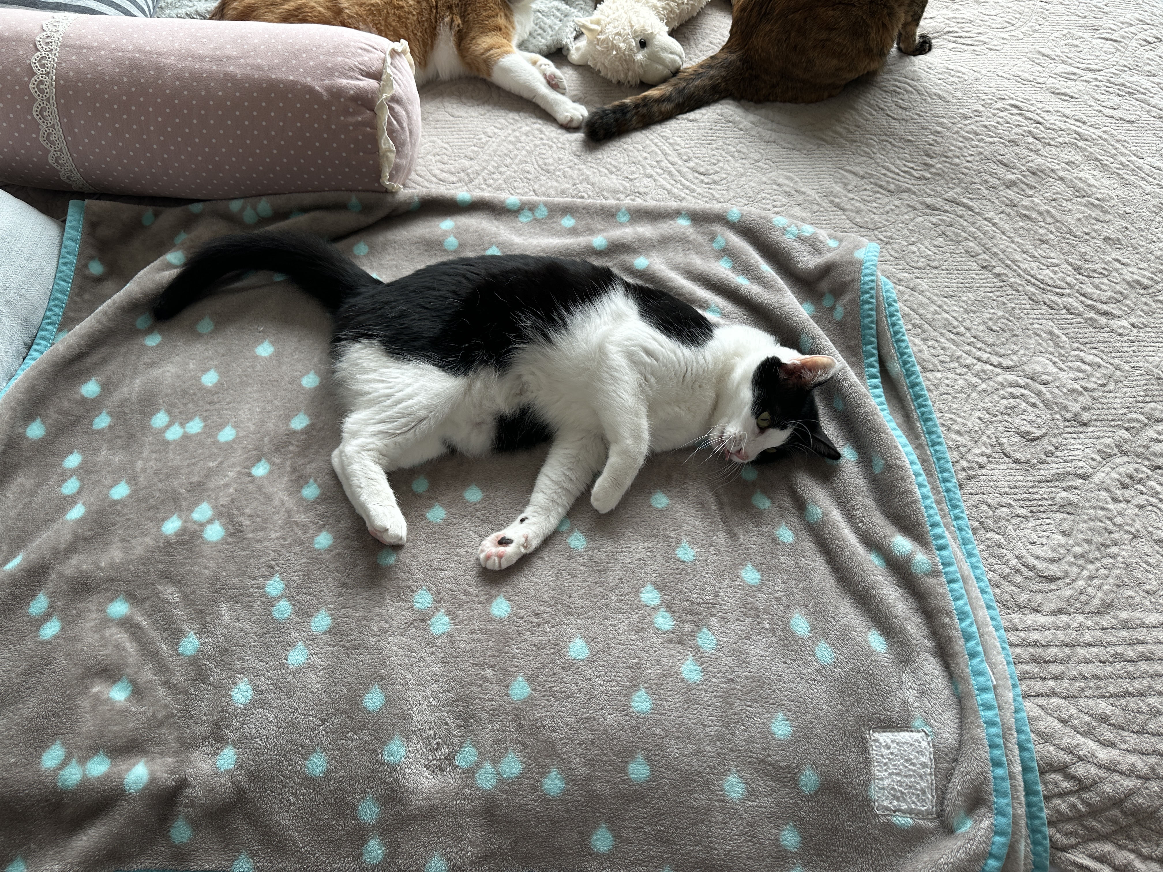 잘_펴진_담요에_발라당_중인_두리