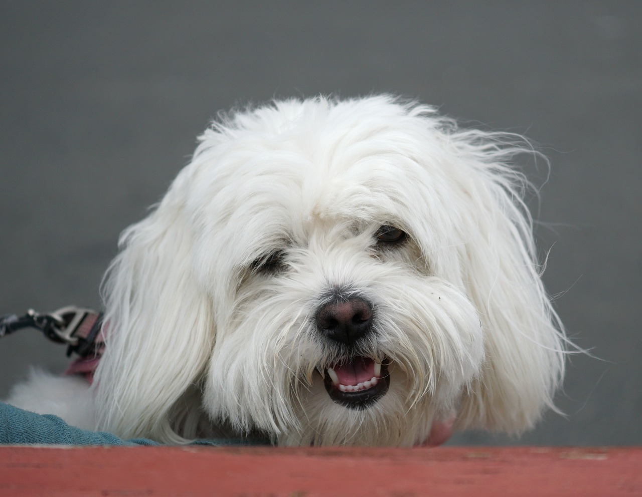 꼬똥 드 툴레아(Coton de Tulear)