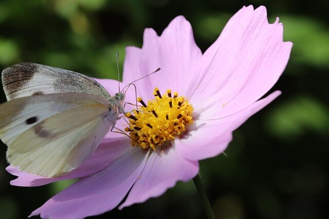 2025 장성 황룡강 가을꽃축제｜전남 대표 가을꽃 명소 총정리