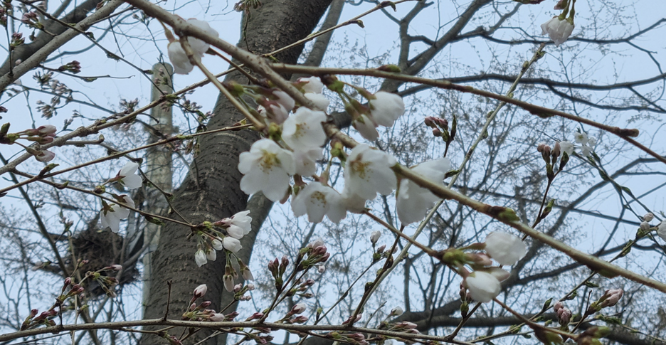 전주 아중호수 벚꽃 개화 현황