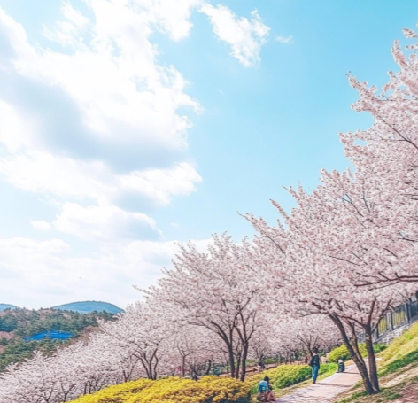 벚꽃 개화시기6