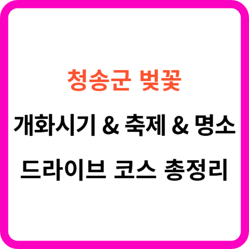 청송 벚꽃 개화시기 &amp; 명소 &amp; 드라이브 코스 가이드
