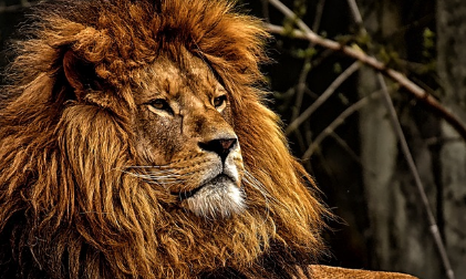 사자꿈 상황별 해몽