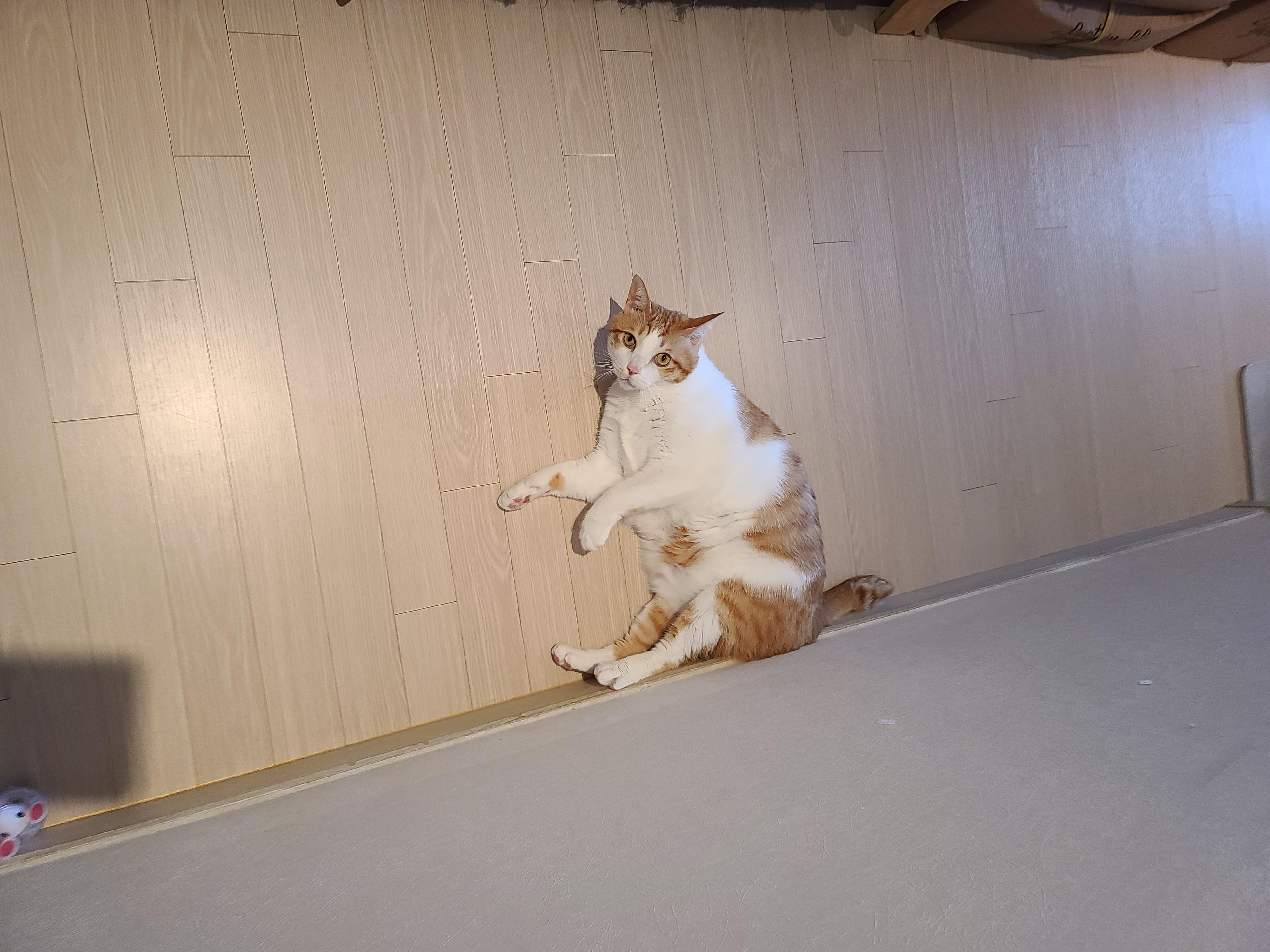 막둥이 발라당의 이유...ㅜㅜ