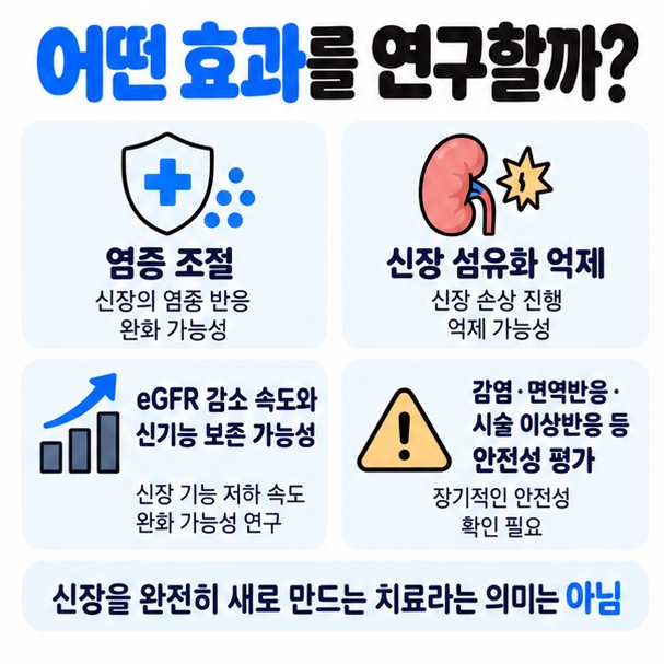 염증 조절 섬유화 억제 신기능 보존 안전성 평가가 신장 세포치료 연구의 주요 목표임을 보여주는 이미지