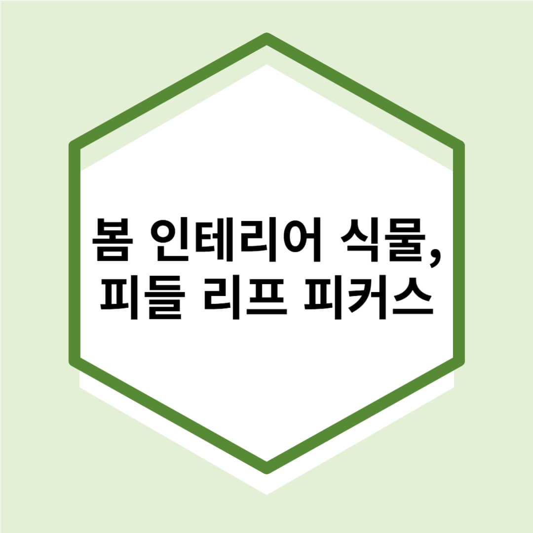 감성적인 봄 인테리어 식물, 피들 리프 피커스