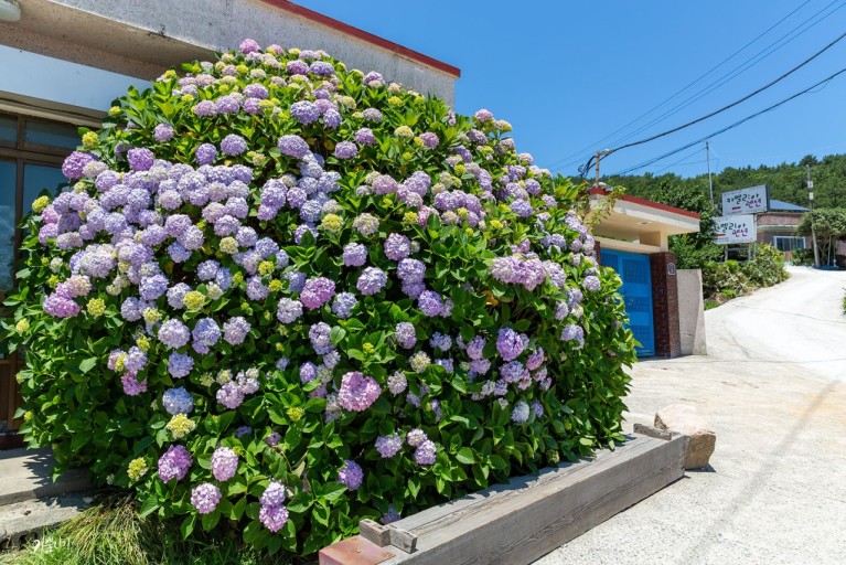 거제 파란대문집 수국