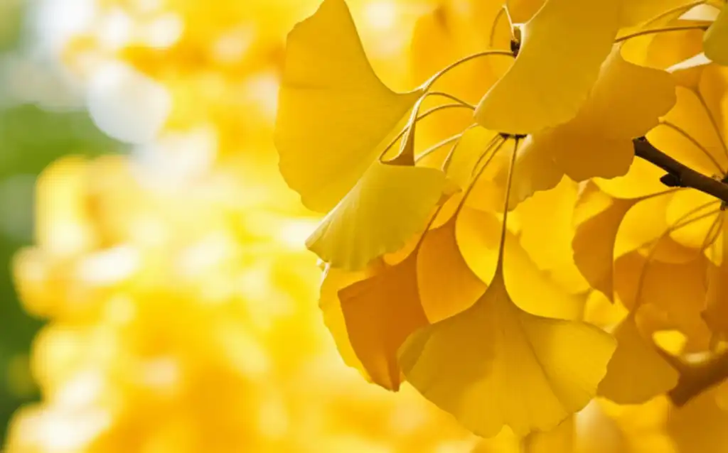 은행나무_썸네일