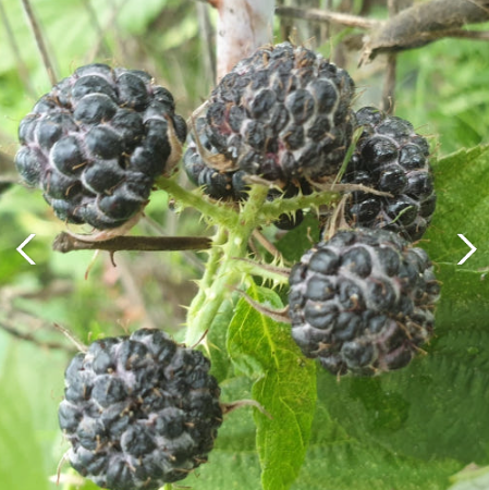 6시내고향 유기농딸기 블루베리 냉동딸기 블루베리 복분자 꾸지뽕 유기농러브팜