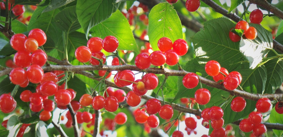 앵두가 나무에 열려 있다