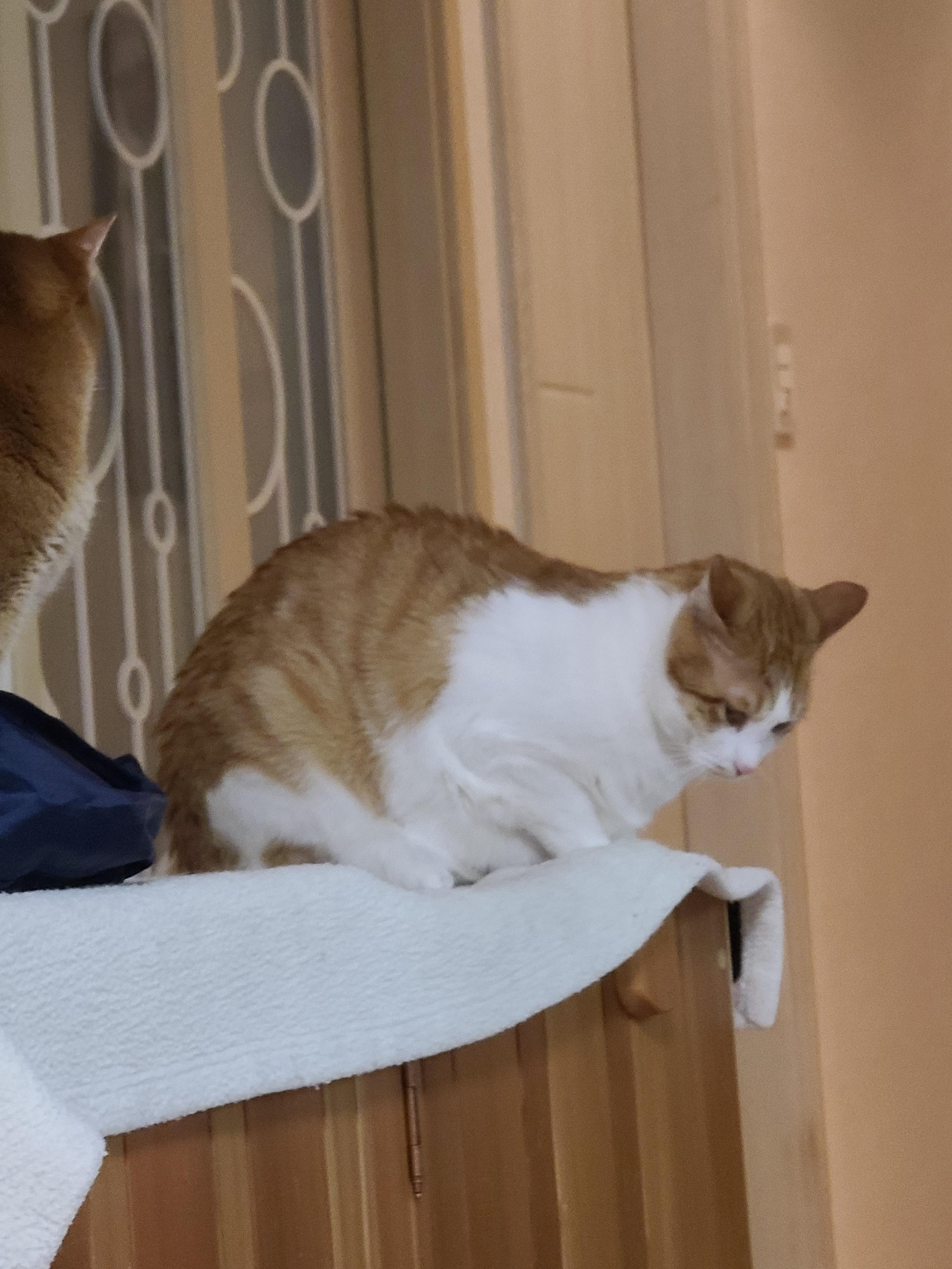 안쓰러워서 못봐주겠네진짜. 눈치보는 고양이.