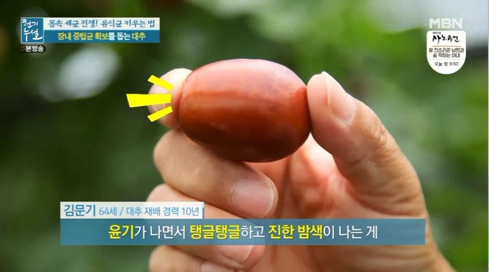 대추 사과대추 효능 대추차 생대추 건대추 고르는법 칼로리 보관법