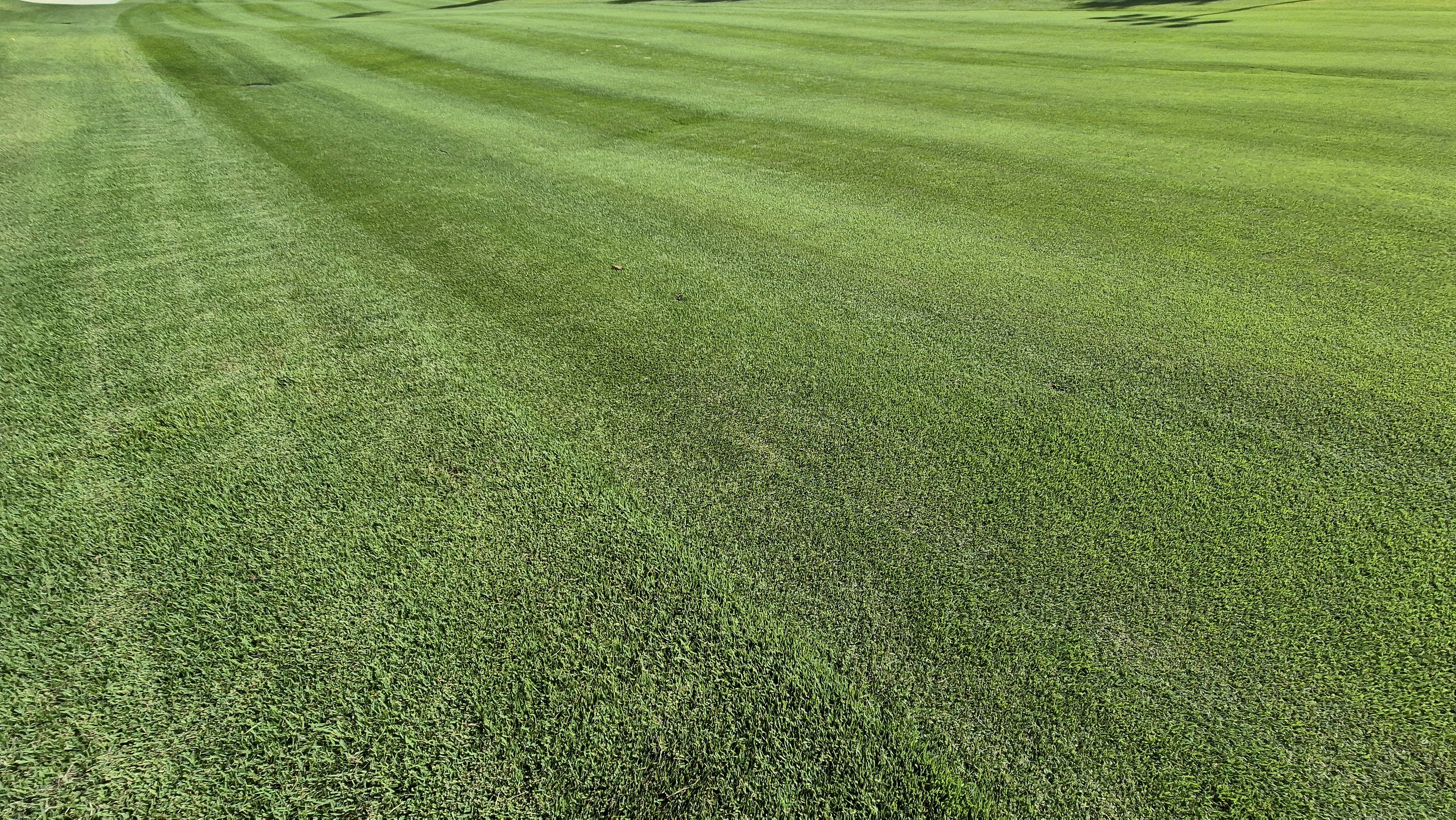 세일cc 들길-산길 코스 라운드 후기