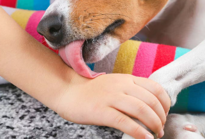 남의 손을 핥는 개.