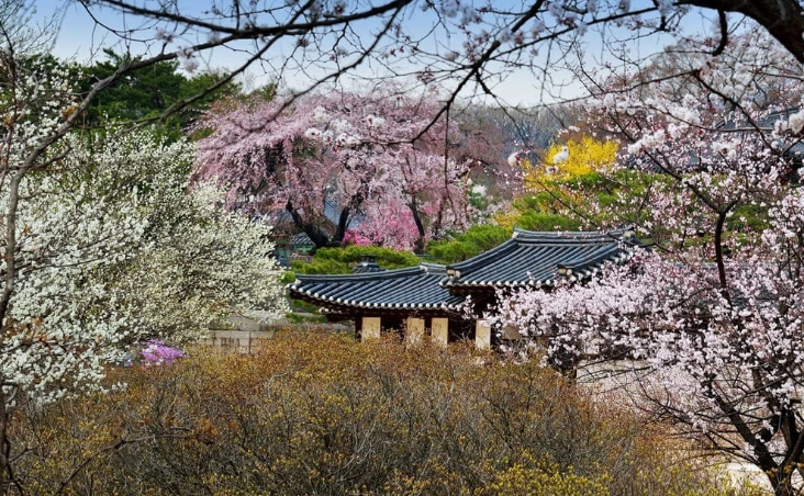 국내여행 봄꽃 홍매화 추천 가볼만한곳 BEST 06