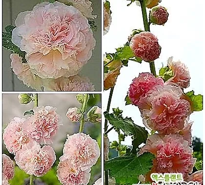 튜베로즈 씨앗 꽃 피우기 계절별 관리법 병충해 예방_7
