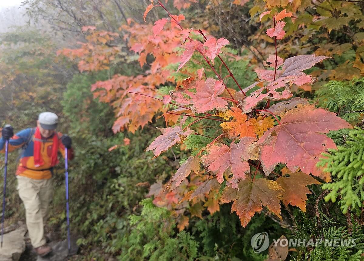 2024 설악산 단풍축제: 가을의 아름다움을 만끽하는 방법 🍂