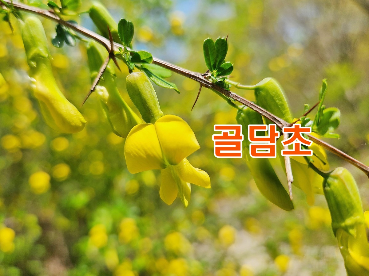 골담초