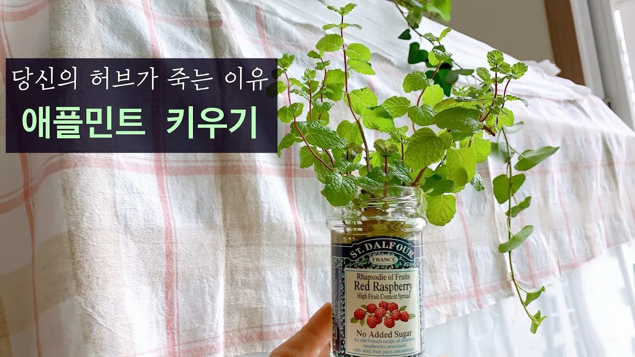 애플민트 재배 번식 빠름 물주기 요령 잎 수확_5