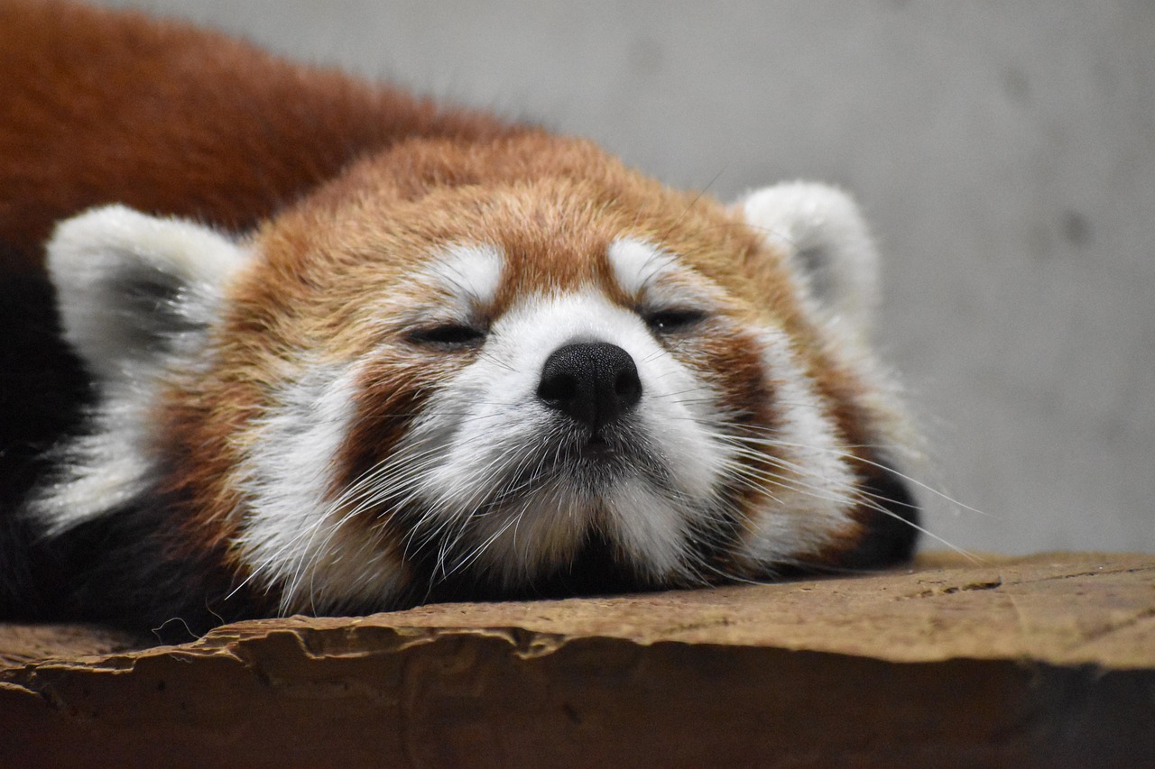 A sleeping baby panda-monkey