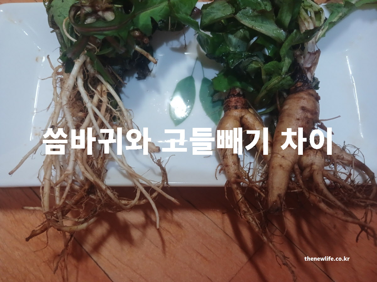 씀바귀와 고들빼기 차이점 대표 실사진