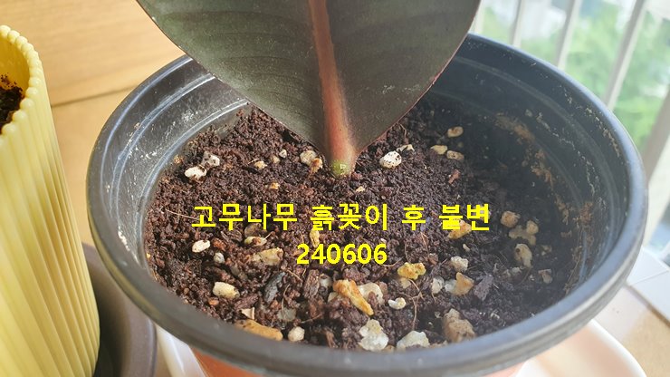 고무나무 삽목 후 불변 240606