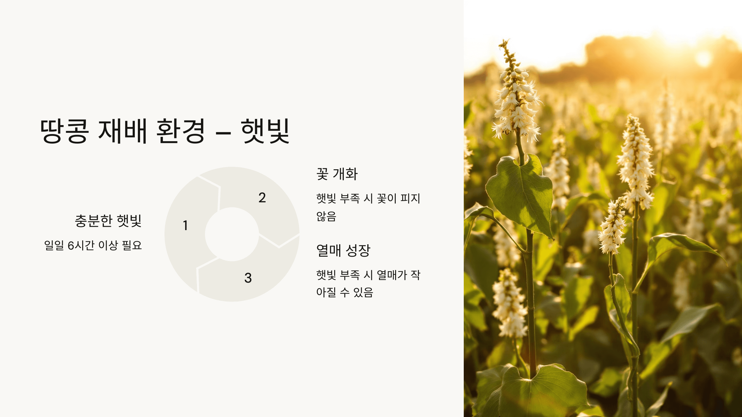 땅콩 사진입니다.