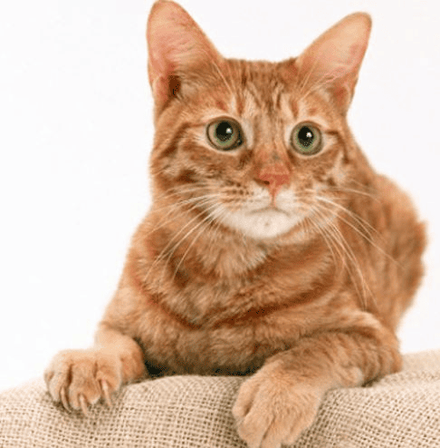 고양이가 안물게하는 방법