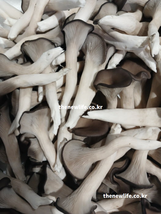고지혈증에 좋은 음식 느타리버섯 실사진