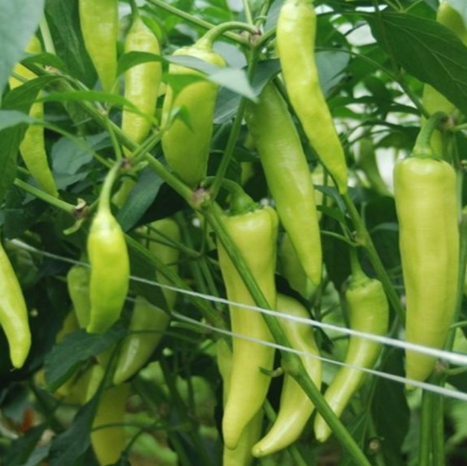 6시내고향 나온 모악산 당조고추, 왜 인기일까?