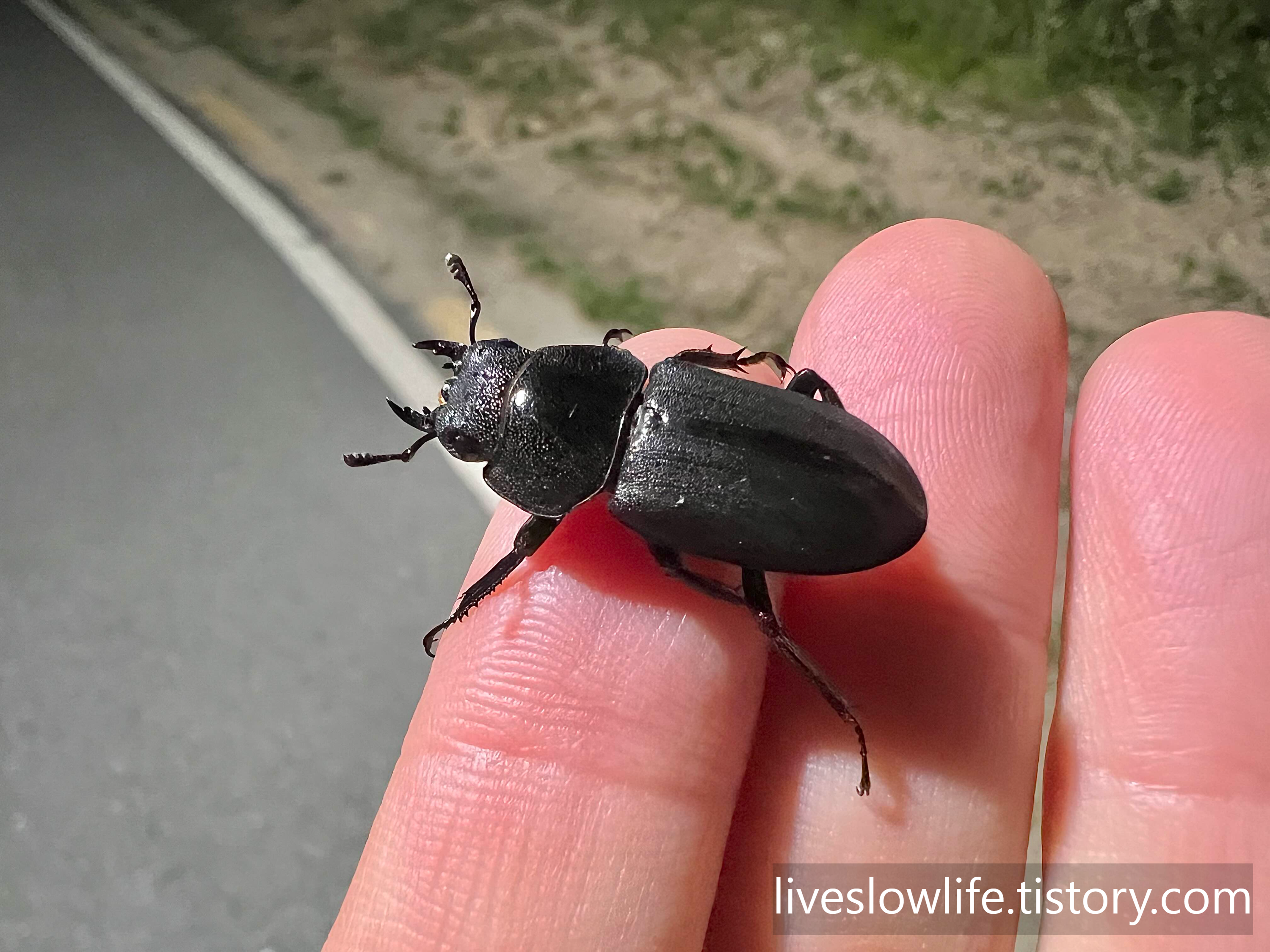 손바닥 위에 올려놓은 작고 귀여운 애사슴벌레 암컷