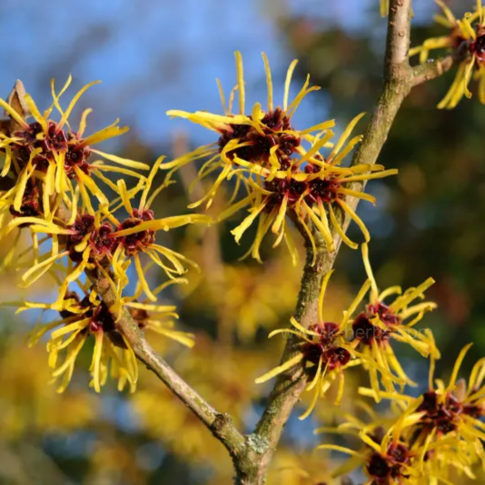 위치하젤 (Witch Hazel)