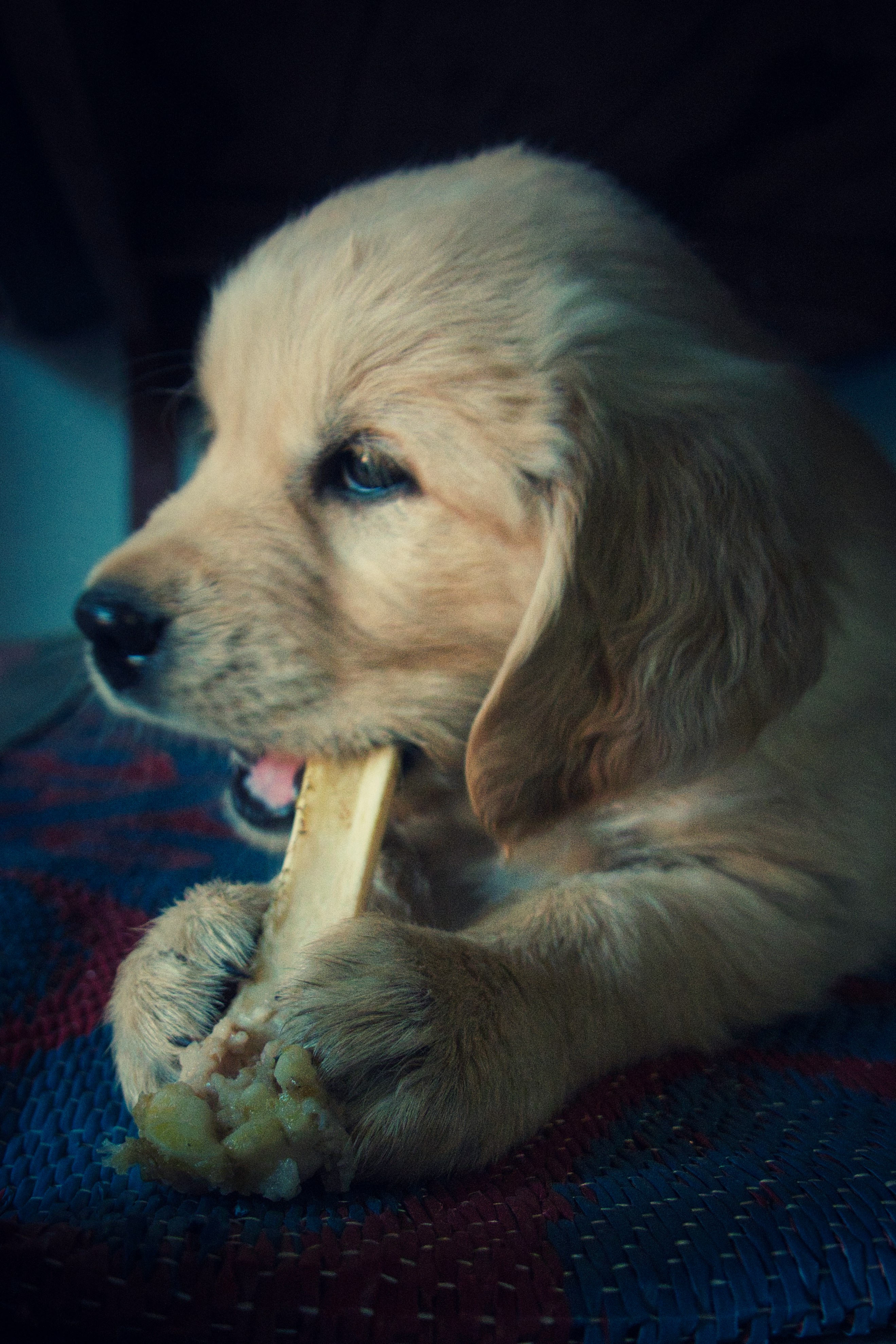 치약껌을 씹고 있는 강아지