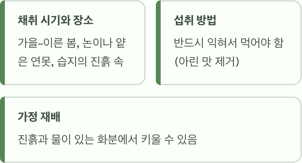 논두렁의 보물, 벗풀이란 무엇인가? (먹는 법부터 효능까지)