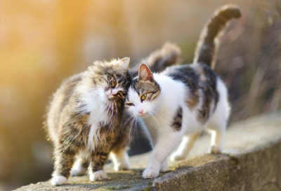 다정하게 머리를 부딪치는 고양이