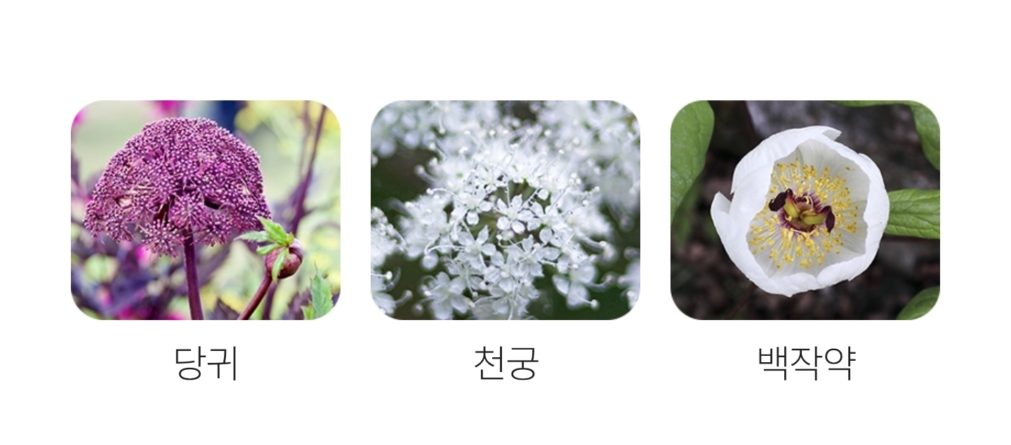 면역 기능 개선에 도움을 주는 헤모힘의 주원료인 당귀, 천궁, 백작약