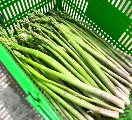 6시내고향 경북김천 아스파라거스 건강딱농장 주문방법 아스파라거스효능및부작용보관방법