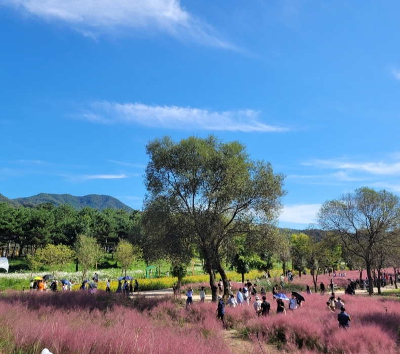 자라섬 꽃 페스타